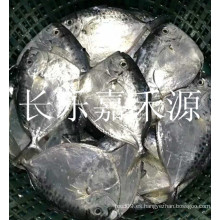 Suministro moonfish / moonfish congelado 150-200g / mariscos